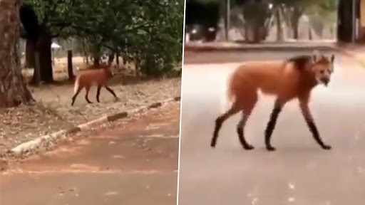 Weird Animal: चार पैरों पर इंसानों की तरह चलता दिखा अजीब जानवर, न सियार है और न ही लोमड़ी, देखें वीडियो