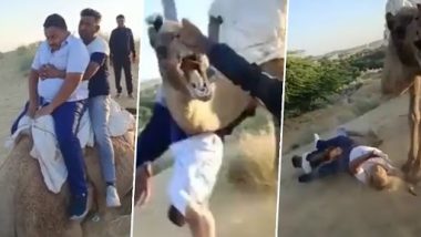 Funny Video: ऊंट पर चढ़कर बैठने के बाद दो शख्स गिरे धड़ाम, वीडियो देख हंसी से हो जाएंगे लोट पोट