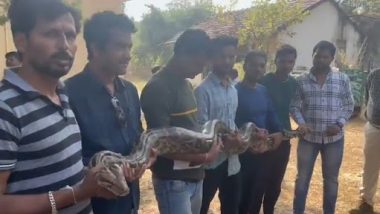 Viral Video: महाराष्ट्र के चंद्रपुर में किसान के खेत में घुसा विशालकाय अजगर, जिला परिषद सदस्यों ने पकड़ा