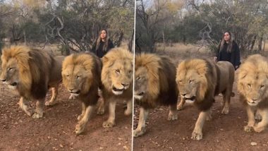 Woman Walking With Three Lions: तीन शेरों के साथ चलती हुई महिला का क्लिप वायरल, देखें शॉकिंग वीडियो