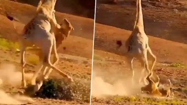 Video: शिकार करने गई शेरनी की गिराफ ने बेरहमी से की पिटाई, रोंगटे खड़े कर देगा वीडियो