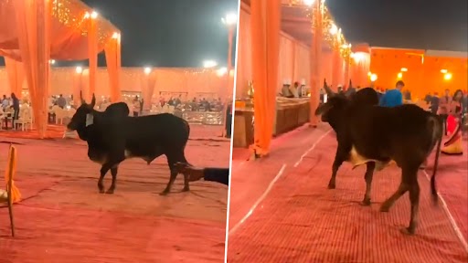 Viral Video: विवाह स्थल पर बिन बुलाए पहुंचा एक मेहमान, वीडियो हुआ वायरल