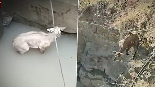 Video: बुलढाणा में कुएं में गिरी नीलगाय को वन विभाग के अधिकारियों ने ऐसे किया रेस्क्यू, देखें वीडियो