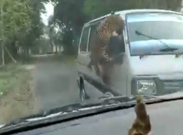 Assam Leopard Attack: जोरहाट में तेंदुए के हमले में तीन वन कर्मचारियों सहित 13 घायल, देखें वीडियो