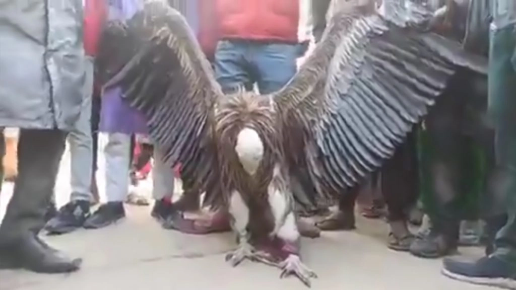 यूपी में मिला दुर्लभ हिमालयन ग्रिफॉन गिद्ध, देखें Video