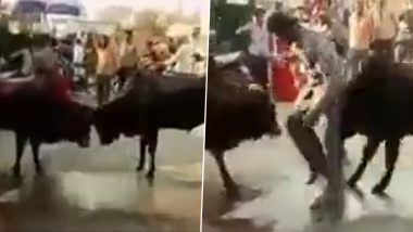 Viral Video: आपस में लड़ रहे थे दो सांड, बीच-बचाव करने पहुंचा शख्स, फिर जो हुआ… देखें वीडियो