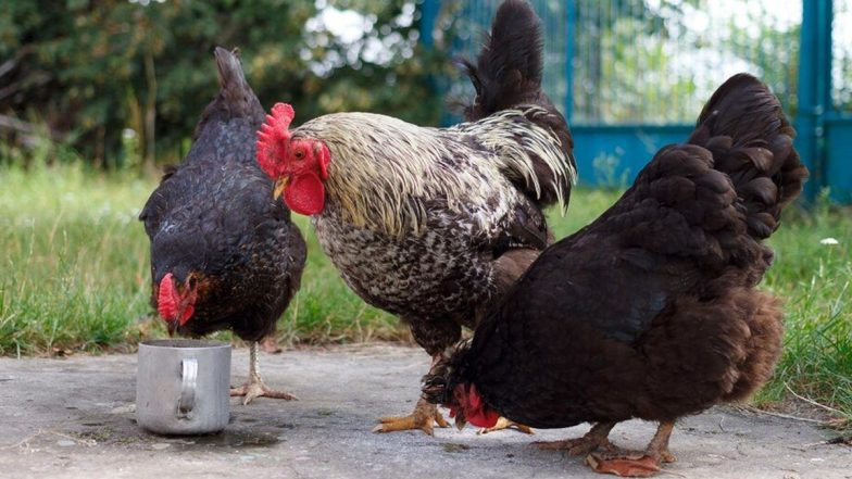 Cock Fight: आंध्र प्रदेश में मुर्गों की लड़ाई पर लगाम नहीं, करोड़ों का लगा सट्टा