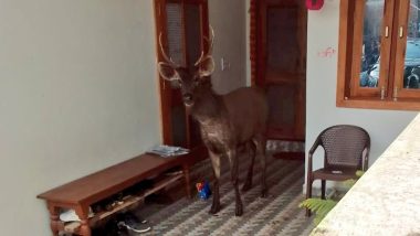 Madhya Pradesh: जंगल से निकलकर घर में घुसा सांभर हिरण, वन विभाग के अधिकारियों ने किया रेस्क्यू (Watch Viral Video)