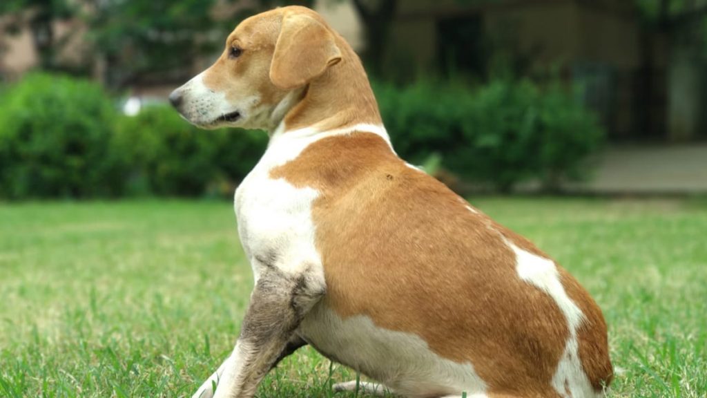  यूपी सरकार ने कुत्ता पालने वालों के लिए बनाए नए नियम, निकायों को देना होगा ये वचन