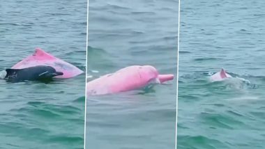 Pink Dolphin Video: गुलाबी डॉल्फिन को देख चकराया लोगों का दिमाग, समंदर में मजे से तैरती आई नजर