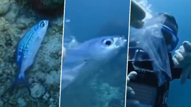 प्लास्टिक की थैली में फंसकर तड़प रही थी मछली, समुद्र की गहराई में जाकर गोताखोर ने ऐसे बचाई जान (Watch Viral Video)