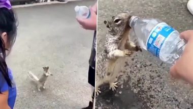 प्यास से तड़पती गिलहरी ने हाथ जोड़कर लगाई गुहार, शख्स ने बोतल से पिलाया पानी (Watch Viral Video)