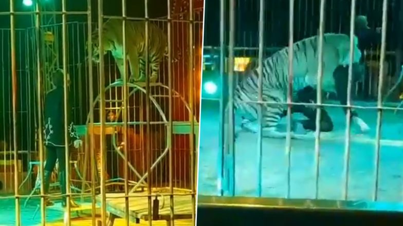 Viral Video: सर्कस में करतब दिखाने के दौरान बाघ ने किया ट्रेनर पर हमला, रोंगटे खड़े करने वाला वीडियो वायरल
