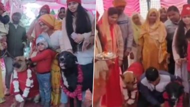 Tommy-Jaily Wedding: यूपी के अलीगढ़ में अनोखी शादी! कुत्ता-कुतिया के बीच विवाह में बाराती बनें गांव वाले जमकर नाचे- Watch Video