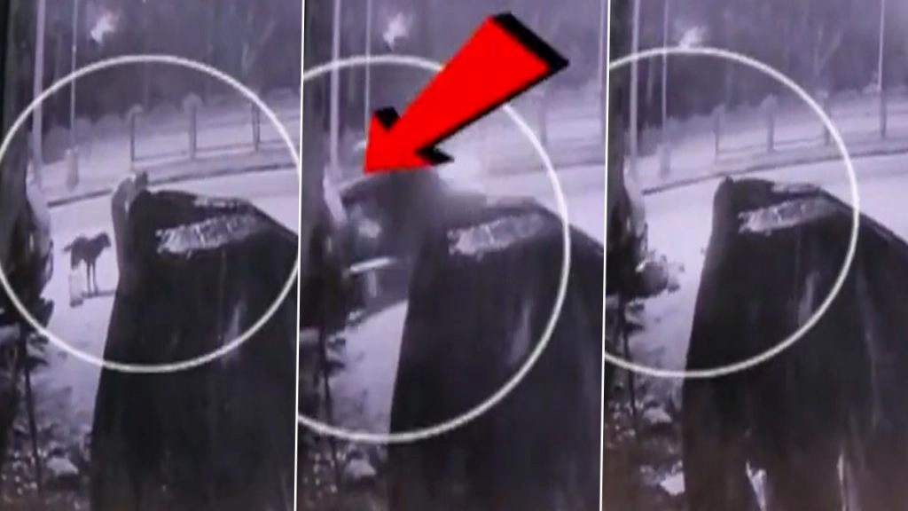 चंडीगढ़ में स्ट्रीट डॉग को खाना खिला रही महिला को कार ने मारी टक्कर, Video आया सामने 