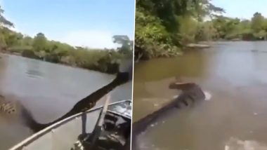 Viral Video: निडर होकर शख्स ने पकड़ा विशालकाय एनाकोंडा, हैरान करने वाला वीडियो हुआ वायरल