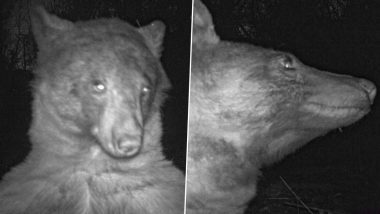 भालू के हाथ लगा वाइल्डलाइफ कैमरा, जानवर ने खींच ली अपनी सैकड़ों सेल्फी (See Viral Pics)