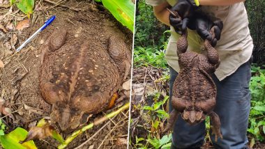 Toadzilla: ऑस्ट्रेलिया के कॉनवे नेशनल पार्क में मिला 2.7 किलो वजनी मॉन्सटर केन टॉड (See Pics & Video)