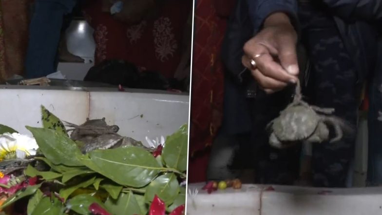 Gujarat: सूरत के रामनाथ शिव घेला मंदिर में भक्तों ने शिवलिंग पर अर्पित किए जिंदा केकड़े, वजह जानकर रह जाएंगे दंग (Watch Video)