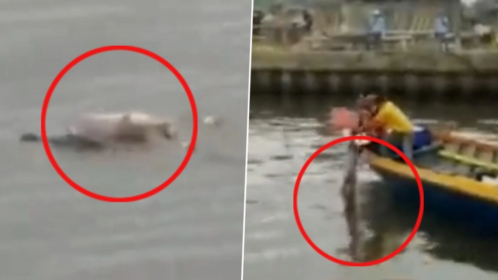 मगरमच्छ ने पेश की इंसानियत की मिसाल, परिजनों के पास लेकर पहुंचा नदी में डूबे बच्चे का शव (Watch Viral Video)