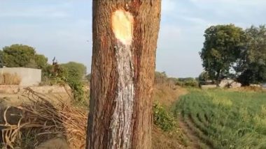 Rajasthan: नीम के पेड़ से निकल रहा 'दूध', महिलाओं का दावा - 'इससे ठीक हो रहा चर्म रोग'