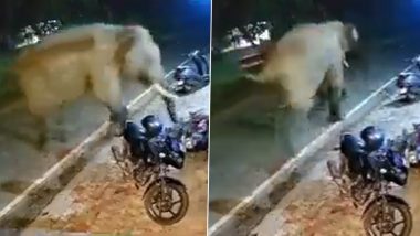 गुस्सैल हाथी ने सड़क पर किया तांडव, किनारे खड़ी बाइक को गेंद की तरह हवा में उछालकर फेंका (Watch Viral Video)