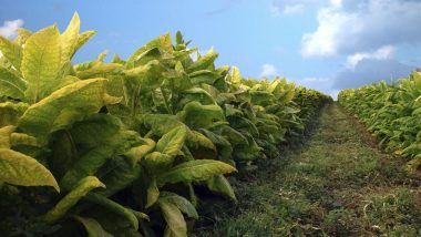 Tobacco Crop in India: FAIFA की वित्त मंत्री से अपील, तंबाकू को किसी भी अन्य कृषि उत्पाद की तरह माना जाए