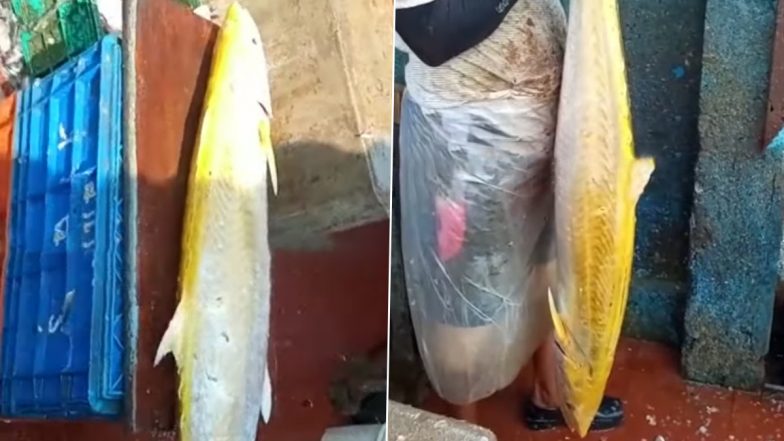 Golden Fish: कर्नाटक के मालपे बीच पर मछुआरे के जाल में फंसी सुनहरी मछली, वीडियो हुआ वायरल