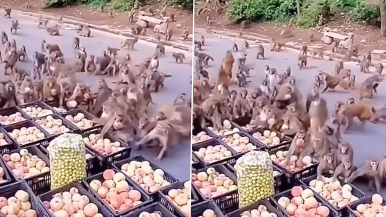 Monkey Viral Video: सड़क किनारे दुकान से सेब चुराते बंदरों का वीडियो हुआ वायरल, देखकर हो जाएंगे हैरान