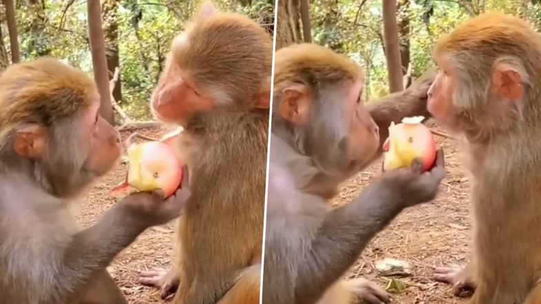 Viral Video: अपने साथी को दिखा-दिखा कर सेब खाते शरारती बंदर का वीडियो वायरल, नजारा देख हंसी से हो जाएंगे लोटपोट