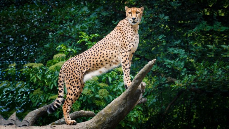Cheetah Daksha Dies: दक्षिण अफ्रीका से लाई गई मादा चीता 'दक्षा' की मौत, आपसी लड़ाई में गई जान