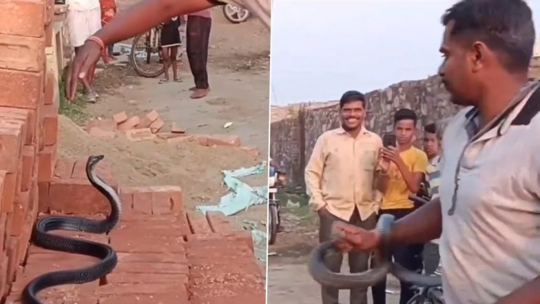 फन फैलाकर अपना गुस्सा जाहिर कर रहा था सांप, शख्स ने पहल झपकते ही नागराज को किया काबू (Watch Viral Video)