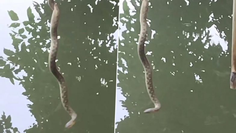 Viral Video: पेड़ से लटक कर अनोखे अंदाज में बलखाता दिखा विशालकाय सांप, वायरल वीडियो देख उड़ जाएंगे होश
