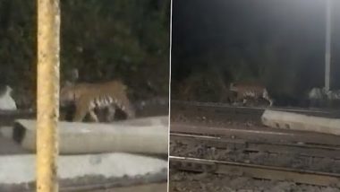 Tiger on The Railway Track: छत्तीसगढ़ के भनवारटंक रेलवे स्टेशन पर टहलता दिखा बाघ, देखें वायरल वीडियो