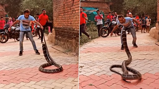 Snake Video: विशाल किंग कोबरा के साथ मस्ती कर रहा था शख्स, गुस्साए सांप ने किया कुछ ऐसा