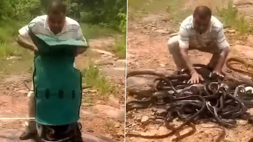 Snake Video: शख्स ने जंगल में छोड़ा सांपों से भरा थैला, डरावना वीडियो वायरल