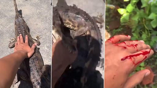 Viral Video: मगरमच्छ की पीठ सहलाने की कोशिश कर रहा था शख्स, जानवर ने कर दिया हमला, देखें वीडियो