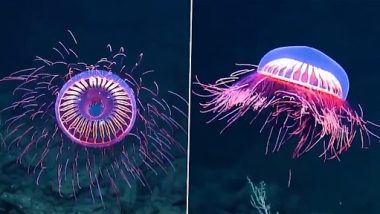 Rare Species Of Jellyfish: रोशनी फैलाती हुई जेलीफ़िश की दुर्लभ प्रजाति समुद्र के 4,000 फीट नीचे देखी गई, देखें वीडियो