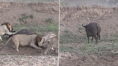 Viral Video: भैंस पर हमला करने के दौरान आपस में भिड़ गए शेर, मौका पाते ही भाग निकली बफेलो
