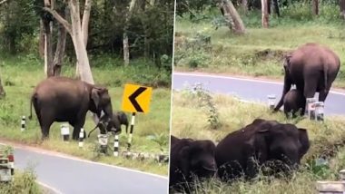 Video: मम्मी हाथी ने अपने छोटे बच्चे को सड़क पार करना सिखाया, लोगों ने कहा- 'मां से बड़ा टीचर कोई नहीं'