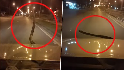 Snake Video: चलती कार के बोनट पर अचानक फन फैलाकर खड़ा हो गया अजगर, डरावना वीडियो वायरल