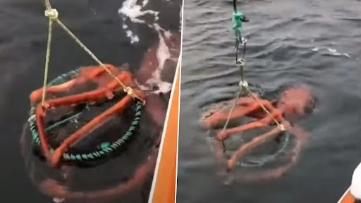नाव में फंसा दुर्लभ विशाल ऑक्टोपस, वीडियो देख रह जाएंगे दंग