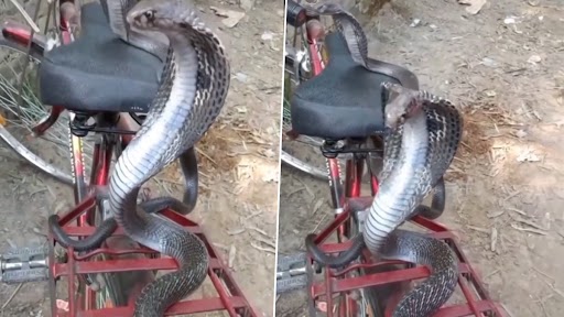 Snake Video: साइकिल पर फन फैलाकर बैठे थे दो ब्लैक कोबरा, वीडियो देख कांप जाएगी रूह