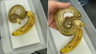 Banana Or Snake? केले और सांप के बीच फर्क करने में खा जाएंगे धोखा, इंटरनेट पर वीडियो वायरल