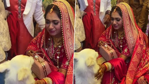 Viral Video: पेट डॉग ने बिदाई के बाद दुल्हन को जाने देने से किया इनकार, लोग हुए इमोशनल