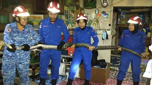 Giant Snake Fell From The Ceiling: मलेशिया में टीवी देख रहा था पूरा परिवार, अचानक छत से गिरा 10-फीट का सांप
