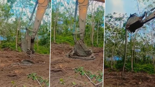 Snake Video: बुलडोजर से खोदते वक्त जमीन से मिला 20 फीट का विशालकाय अजगर, देखें वीडियो