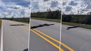 Snake Crossing Road: विशालकाय बर्मीज अजगर फ्लोरिडा में रोड क्रॉस करते हुए देखा गया, देखें वीडियो