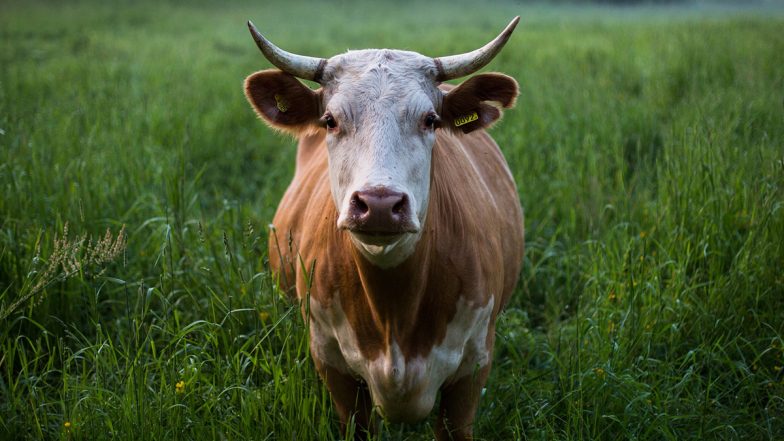 Gau Mata Samman Diwas: चौदह फरवरी को गौ माता सम्मान दिवस मनाने का आदेश जारी- धरमपाल सिंह