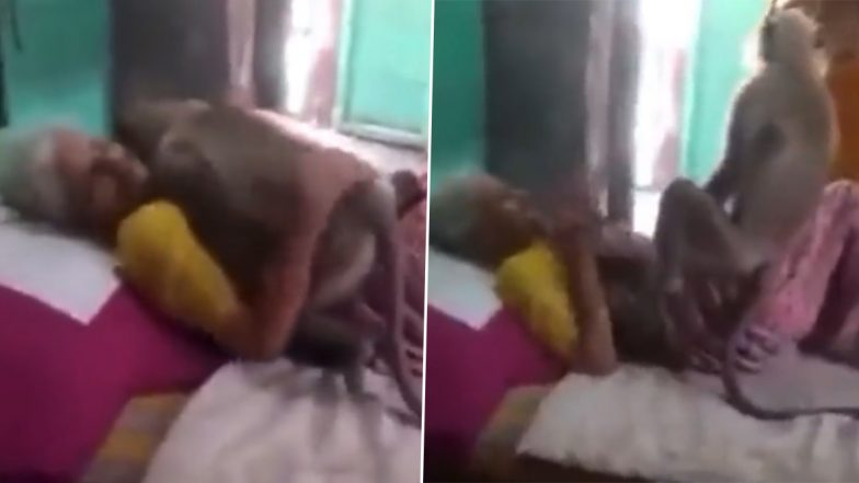 बीमार हुई बुजुर्ग महिला तो हाल जानने के लिए उनके पास जा पहुंचा लंगूर, Viral Video देख इमोशनल हुए लोग